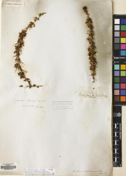 Berberis actinacantha [Espécimen: ]
