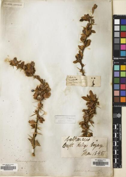Berberis actinacantha [Espécimen: ]