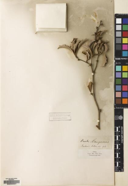Berberis chilensis [Espécimen: ]