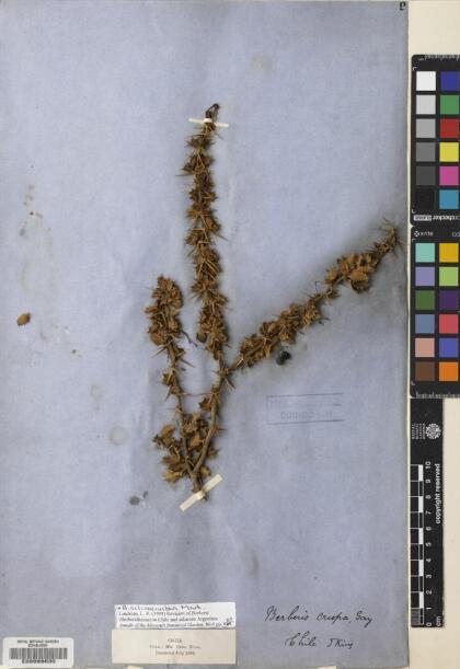 Berberis actinacantha [Espécimen: ]