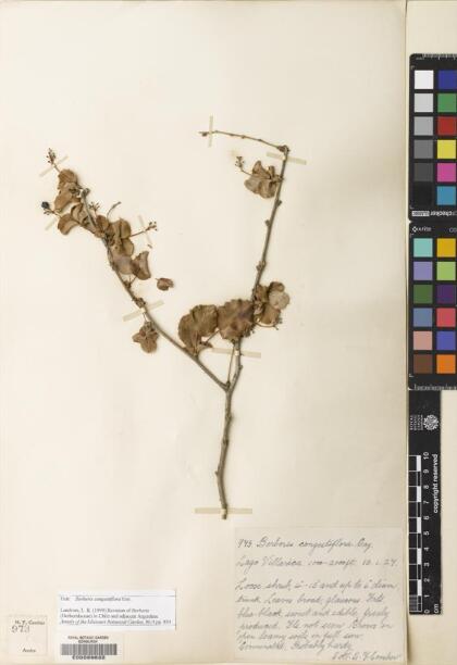 Berberis congestiflora [Espécimen: ]