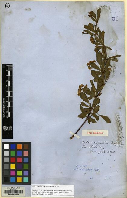 Berberis corymbosa [Espécimen: ]
