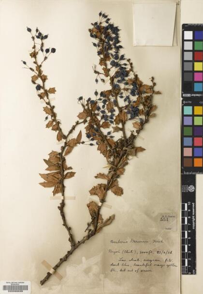 Berberis darwinii [Espécimen: ]