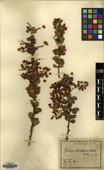 Berberis darwinii [Espécimen: ]