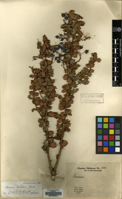 Berberis darwinii [Espécimen: ]