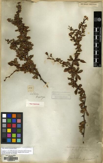 Berberis darwinii [Espécimen: ]