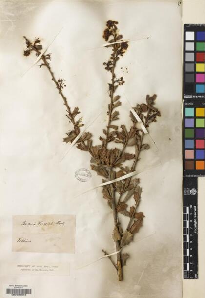 Berberis darwinii [Espécimen: ]