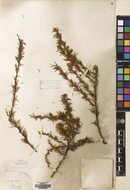 Berberis empetrifolia [Espécimen: ]