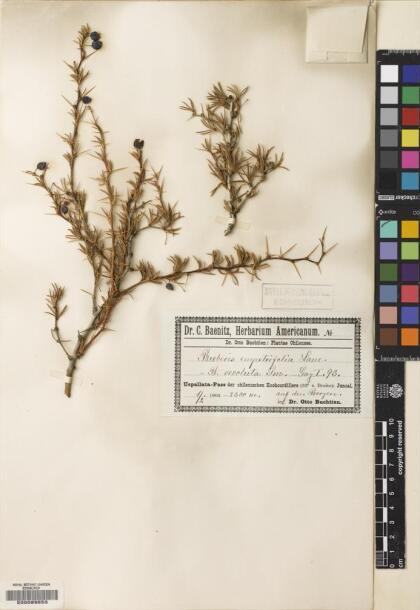 Berberis empetrifolia [Espécimen: ]