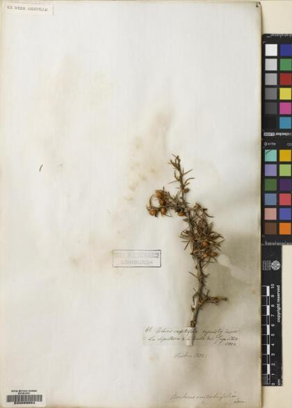 Berberis empetrifolia [Espécimen: ]
