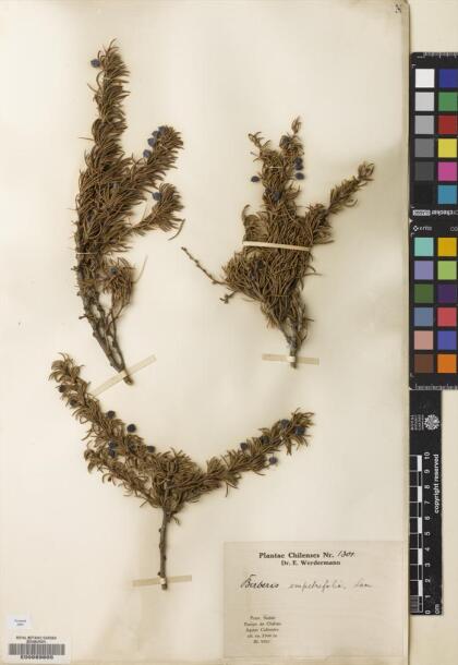 Berberis empetrifolia [Espécimen: ]