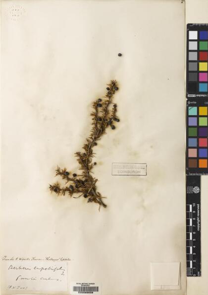Berberis empetrifolia [Espécimen: ]