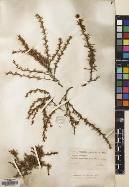 Berberis empetrifolia [Espécimen: ]