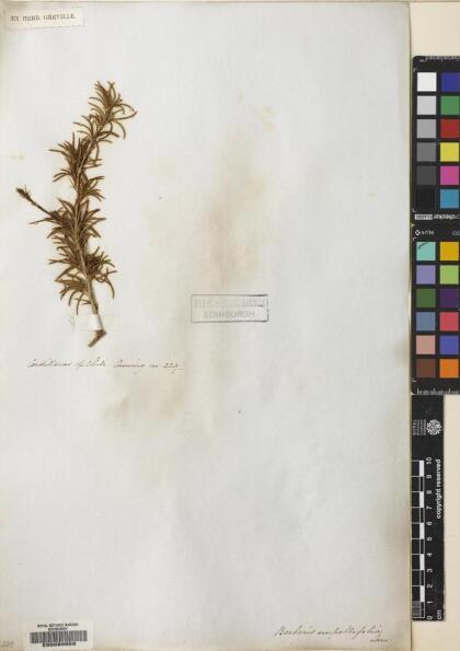 Berberis empetrifolia [Espécimen: ]
