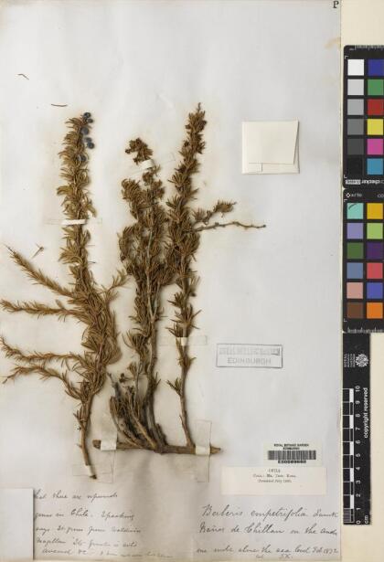 Berberis empetrifolia [Espécimen: ]