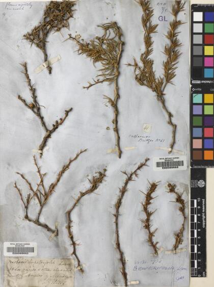 Berberis empetrifolia [Espécimen: ]