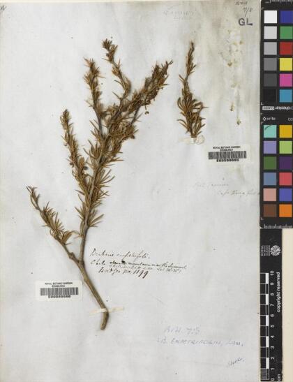 Berberis empetrifolia [Espécimen: ]