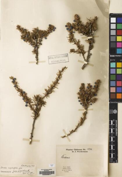 Berberis empetrifolia [Espécimen: ]