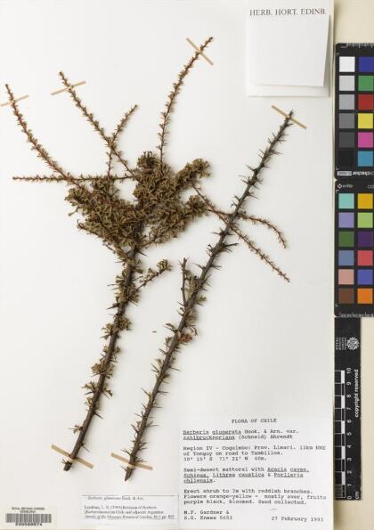 Berberis glomerata [Espécimen: ]