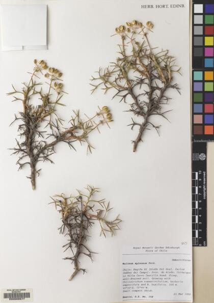 Azorella prolifera [Espécimen: ]