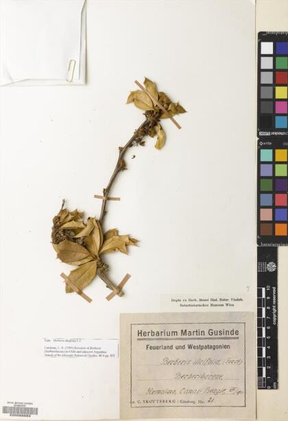 Berberis ilicifolia [Espécimen: ]