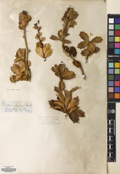 Berberis ilicifolia [Espécimen: ]