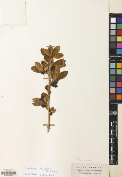 Berberis ilicifolia [Espécimen: ]