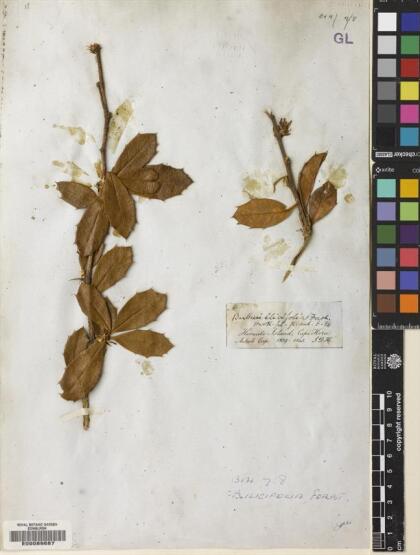 Berberis ilicifolia [Espécimen: ]