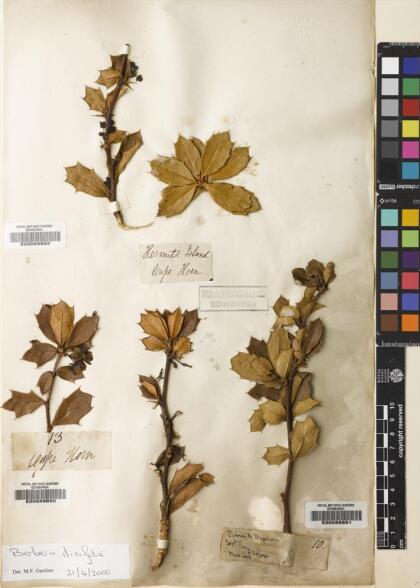 Berberis ilicifolia [Espécimen: ]