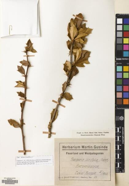 Berberis ilicifolia [Espécimen: ]