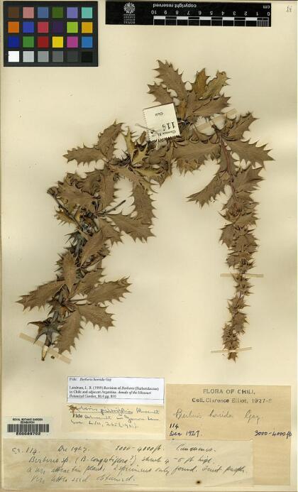 Berberis horrida [Espécimen: ]