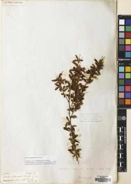 Berberis microphylla [Espécimen: ]