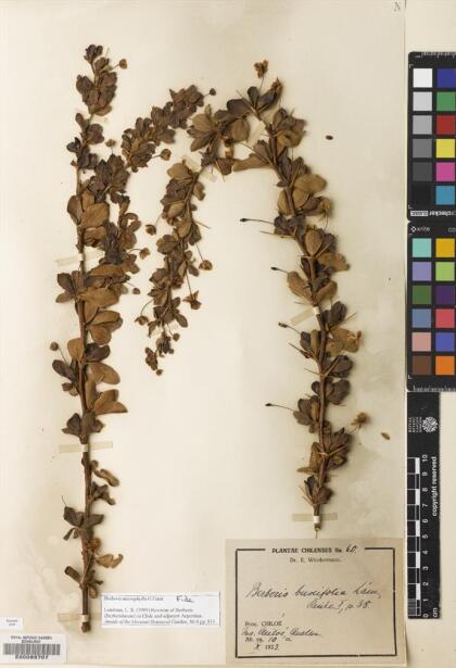 Berberis microphylla [Espécimen: ]