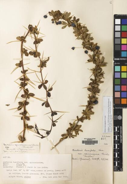 Berberis microphylla [Espécimen: ]