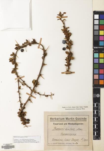 Berberis microphylla [Espécimen: ]
