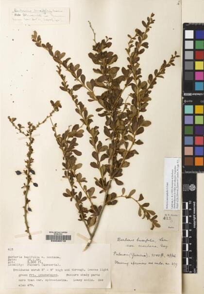 Berberis microphylla [Espécimen: ]
