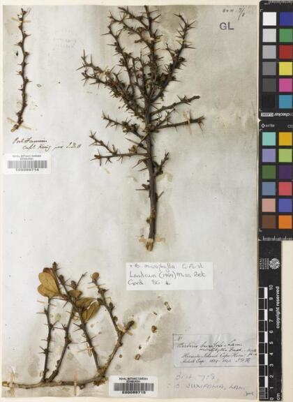 Berberis microphylla [Espécimen: ]