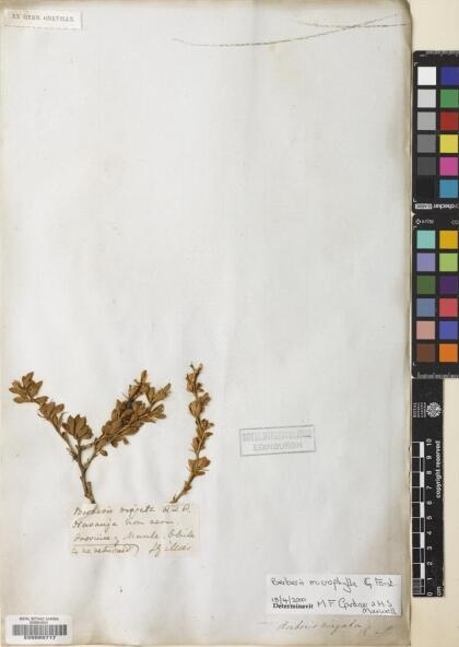 Berberis microphylla [Espécimen: ]