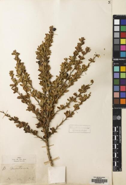 Berberis montana [Espécimen: ]