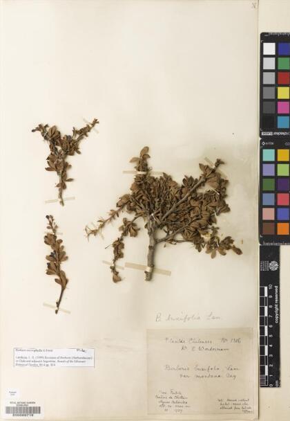 Berberis microphylla [Espécimen: ]
