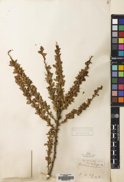 Berberis montana [Espécimen: ]