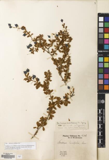 Berberis montana [Espécimen: ]