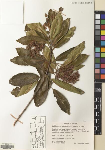 Caldcluvia paniculata [Espécimen: ]