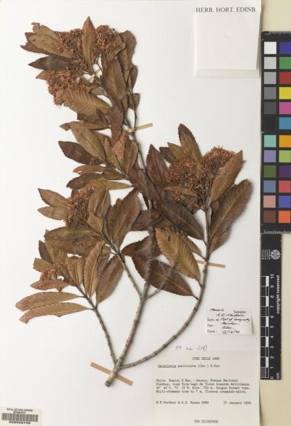 Caldcluvia paniculata [Espécimen: ]