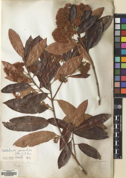 Caldcluvia paniculata [Espécimen: ]