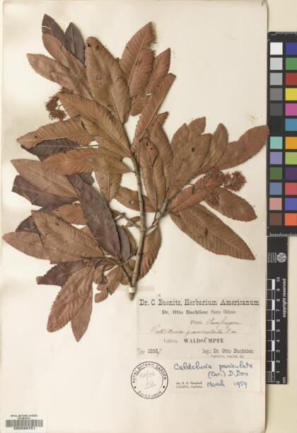 Caldcluvia paniculata [Espécimen: ]