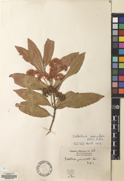 Caldcluvia paniculata [Espécimen: ]