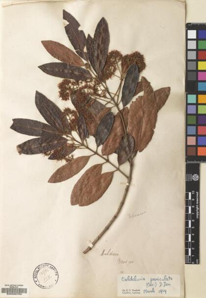 Caldcluvia paniculata [Espécimen: ]