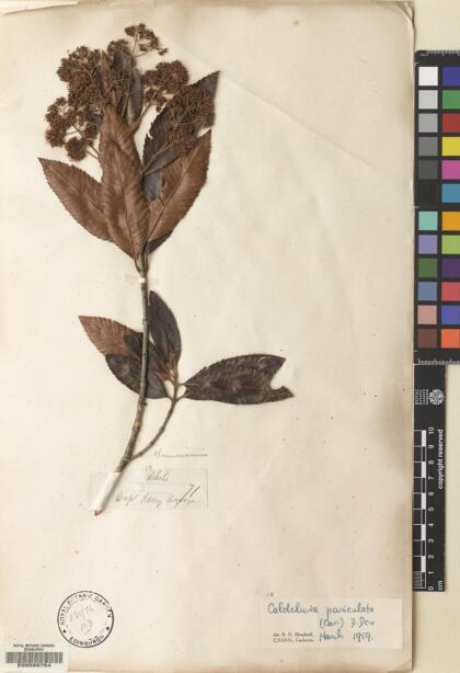 Caldcluvia paniculata [Espécimen: ]