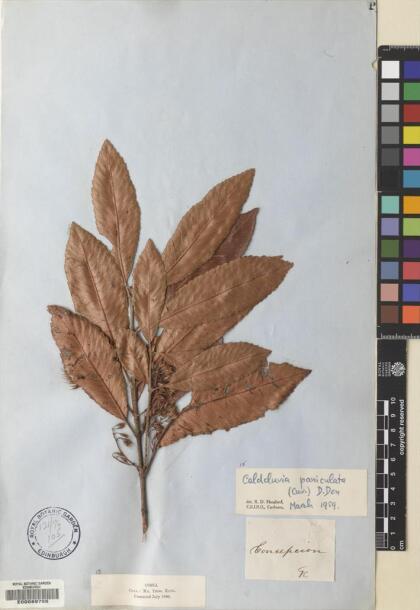 Caldcluvia paniculata [Espécimen: ]